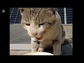 A Stray Cat ЁЯШ Awara Bili Cat 2025 A Stray Cat ЁЯШ Awara Bili Cat 2025