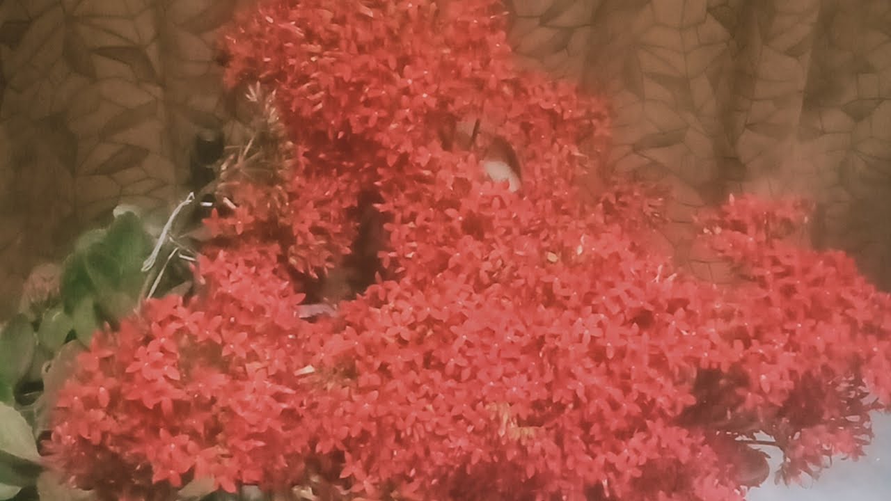 succulent plant ke bare mein Aaj baat hogi live session mein