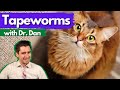 Cat tapeworms dr dan veterinary talks tapeworms  symptoms diagnosis and treatment