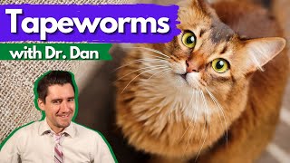 Cat Tapeworms: Dr. Dan Veterinary talks tapeworms.  Symptoms, diagnosis, and treatment.