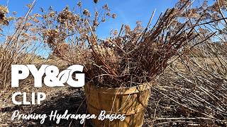 Pruning Basics | Pruning Hydrangea | Prairie Yard & Garden 3911