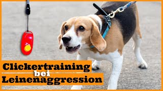 Clickertraining Hund I Das Clickertraining für stressfreie Hundebegegnungen richtig einsetzen