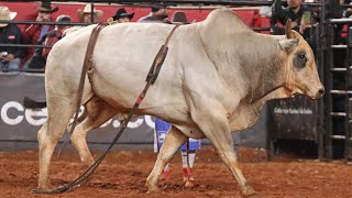 SEMI FINAL EM TOUROS - Rodeio de BARRETOS 2023 (4K)