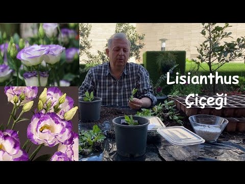 Video: Evde lisianthus çiçeği nasıl yetiştirilir?