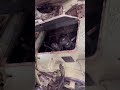 Straight bevel gear #trending #shorts #youtubeshorts #viral #gear #spiral #machine #subscribe