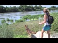 The Amazing Australian Kelpie の動画、YouTube動画。