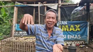 Pilih bulu tebal atau tipis untuk merpati kolong?