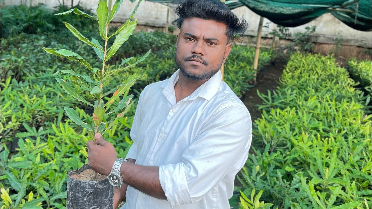 Macadamia nut🌰plants available wholesale price nursery all over India delivery service✈️🚚🚂available