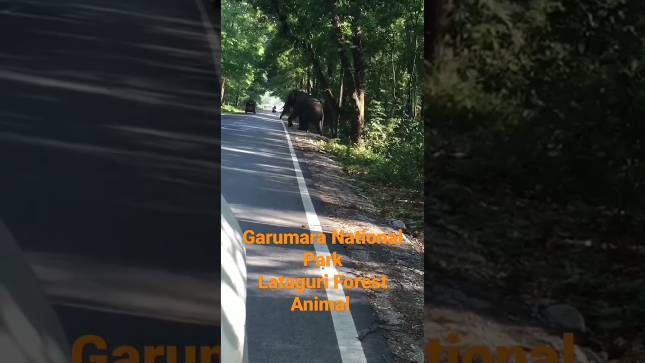 Garumara National Park || Lataguri Forest Animal Elephant 