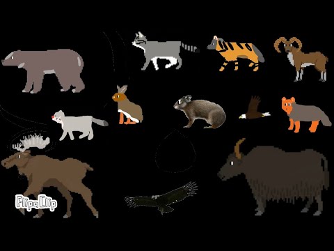 North American, Mountain, animals, - Animal series - Urial, Yak, & More, - The kids picture show