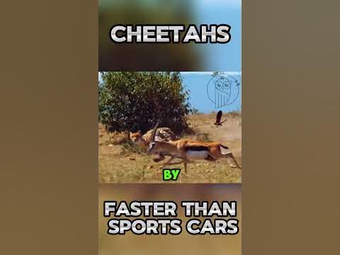 Cheetahs: Faster than Sports Cars #shorts #animals #wildlife #viral #