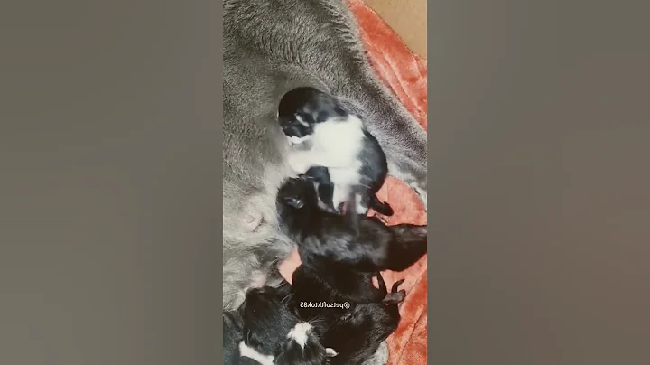 #funnyanimals #foryou #funnyshorts #LL