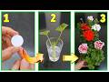 GERANI ECCO UN TRUCCO FACILE E GENIALE PER POTERLI MOLTIPLICARE  GRATIS ALL' INFINITO #tutorial