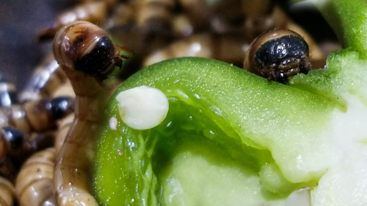 Smart MealWorms Eat Bell peppers, Look, It's Really Delicious YouTube