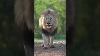 How to gain a lion’s attitude 🦁 powerful speech 💪 mindset of kings 👑 stay fearless 🔥 success guide