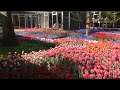 [4K] TULIP FIELDS KEUKENHOF  Lisse The Netherlands