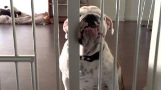 English Bulldog - Oliver 4 Months