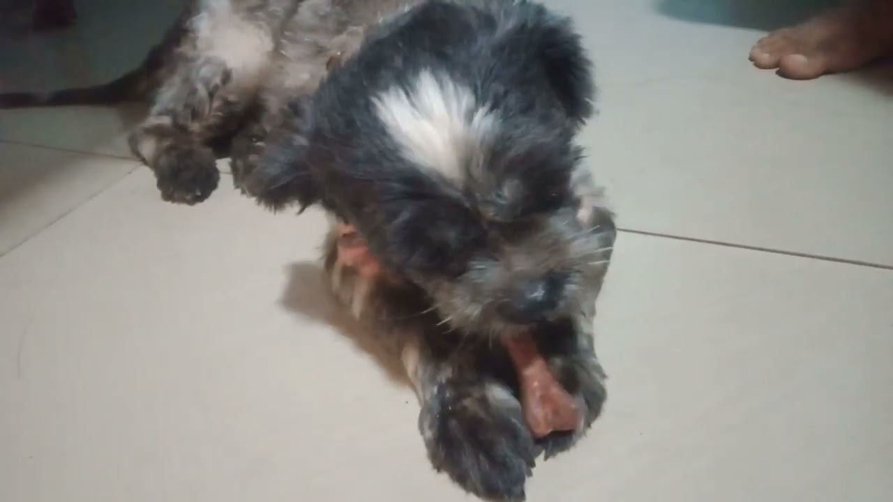 Surprising Results: Dog's Reaction to Dental Treats Revealed!