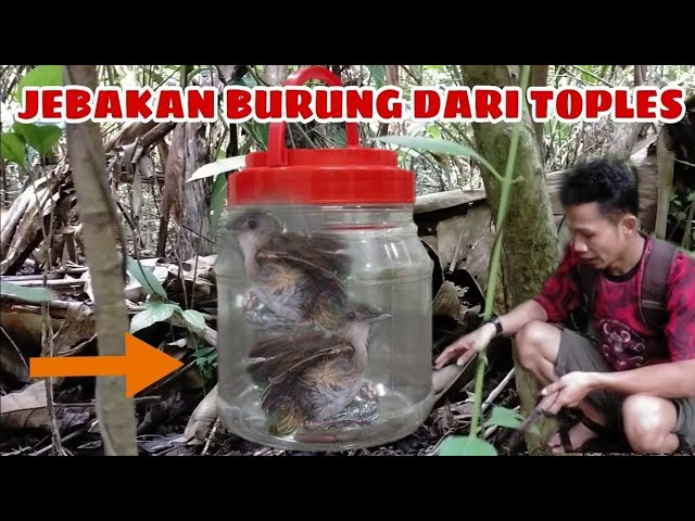 JEBAKAN BURUNG DARI TOPLES SANGAT BEDA DARI YANG LAIN  ! class=