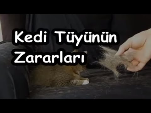 Kedi Tuyunun Zararlari Youtube