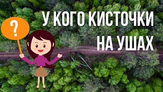 Загадка про кисточки на ушах - что это за животное? Загадка для детей с ответом в конце ролика. Загадка про кисточки на ушах - что это за животное? Загадка для детей с ответом в конце ролика.