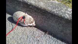 Hedgehog Leash Trained