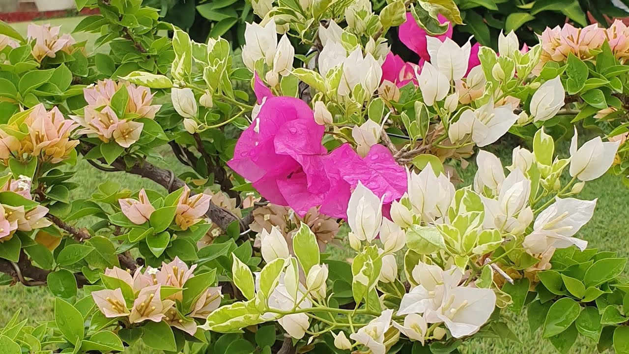 Úc châu 6.3.26 trước nhà có hoa giấy nở đẹp 💜