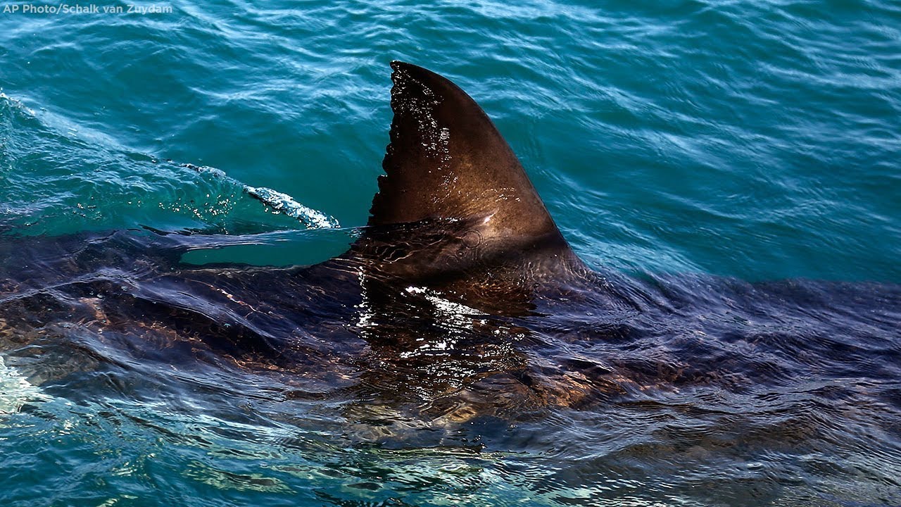 deadly sharks in uk waters Dangerous sharks: Three species to look out for