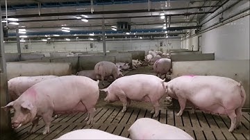 Gestating sows mingle in group maternity pens