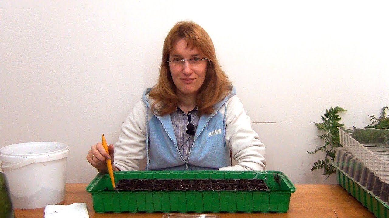 Базилик. Рассада. (ч.1)