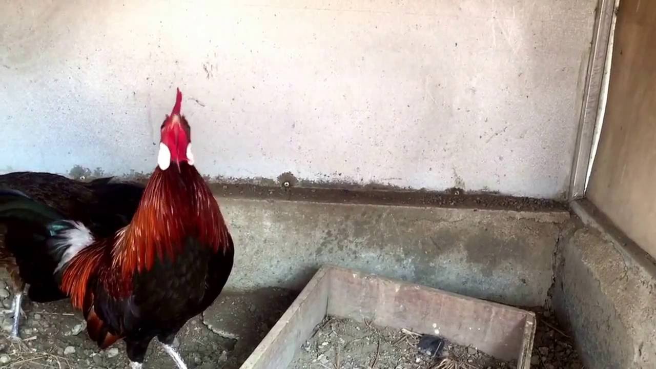 Pesona Ayam Hutan Merah Sumatera (Gallus Gallus Gallus ...