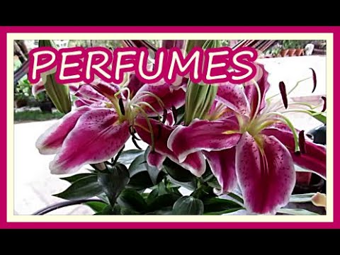 Vídeo: Tabaco Perfumado - Decoração De Qualquer Canteiro De Flores