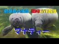 【LIVE】アメリカマナティー《休館中の新屋島水族館より臨時配信中》NEWYASHIMAAQUARIUM　AMERICAN MANATEE　LIVE CAMERA