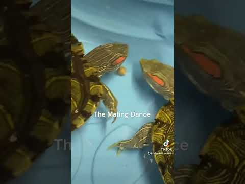 Video: Hoe paren roodwangschildpadden?