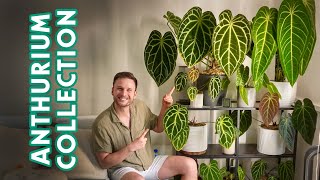 ANTHURIUMS - my full collection & care tips