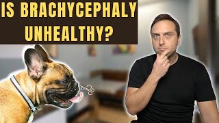 I Respond To Another Vet Claiming Brachycephaly Is No Big Deal