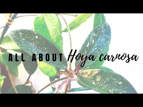 All About Hoya carnosa