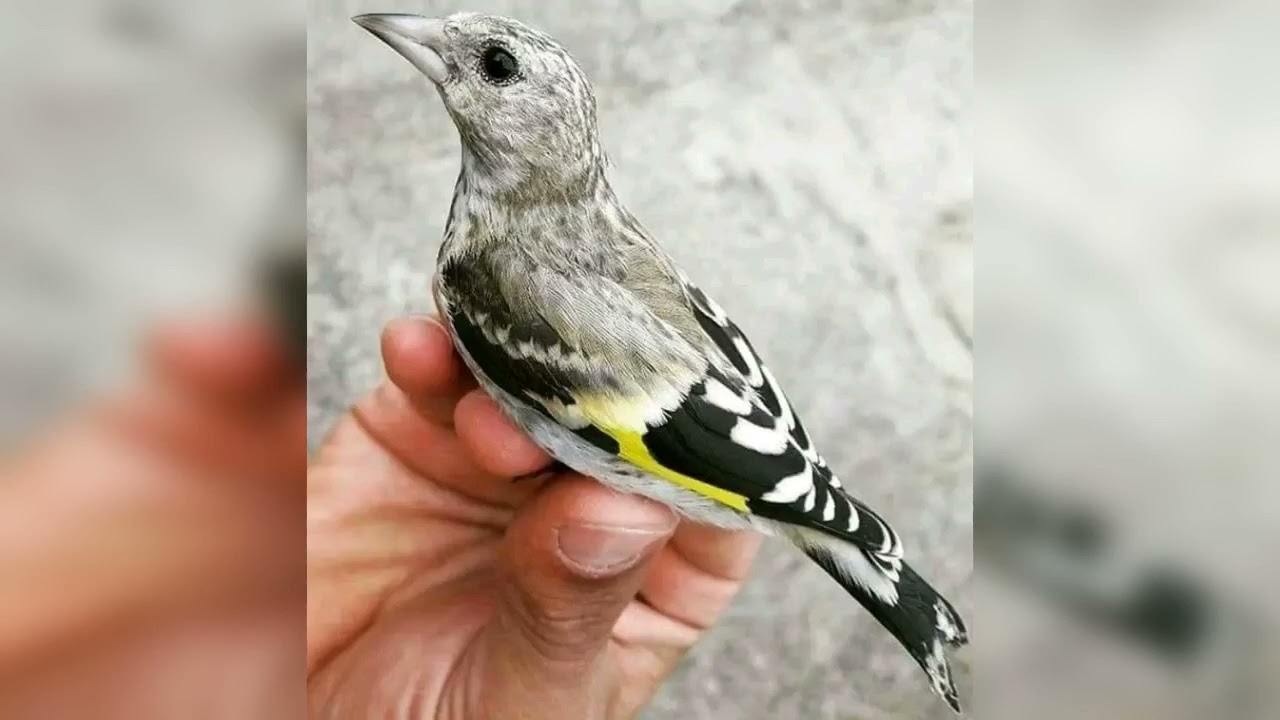 تغريد مقنين تع تلقام مستوى عالي جداجدا٫الا رفدو الجون موراها ما تزيدش تحوس لقمو خاوتي بصحتكم