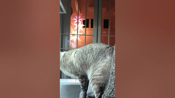 Video 1468501: tabby point siamese