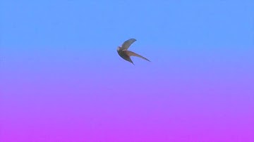 The Sun Set - Common Swift (Mood Clip)