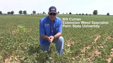 Diagnosis of Soybean Injury from Dicamba Drift