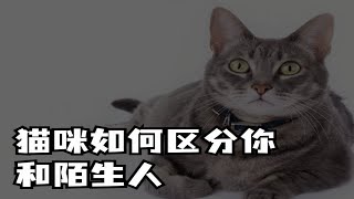 你知道猫咪是怎么区分你和陌生人的吗