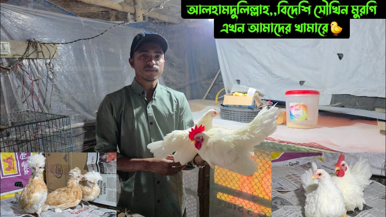 আলহামদুলিল্লাহ,,বিদেশি সৌখিন মুরগি এখন আমাদের খামারে🐤
