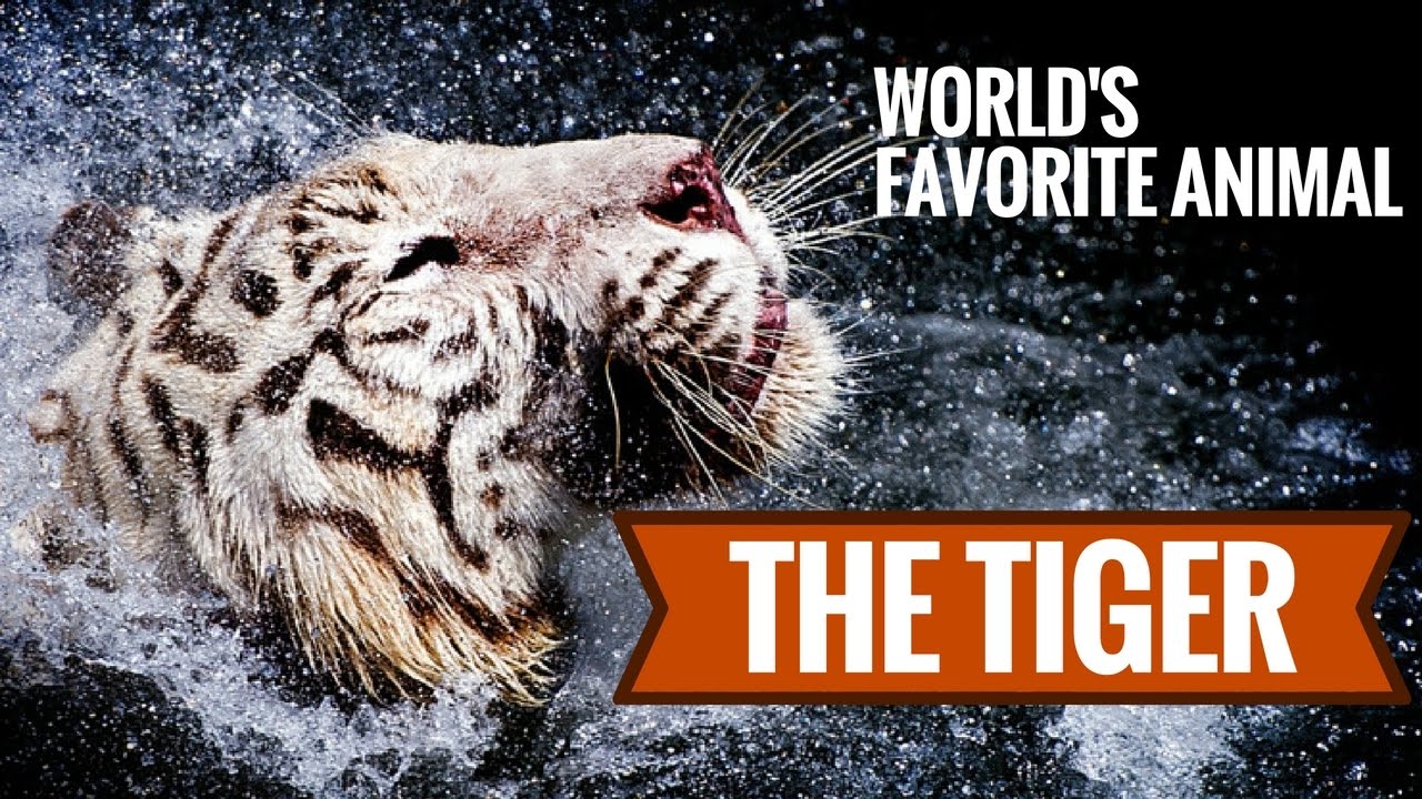 Tigers: World's Favorite Animal | Pictures Of Tigers - YouTube