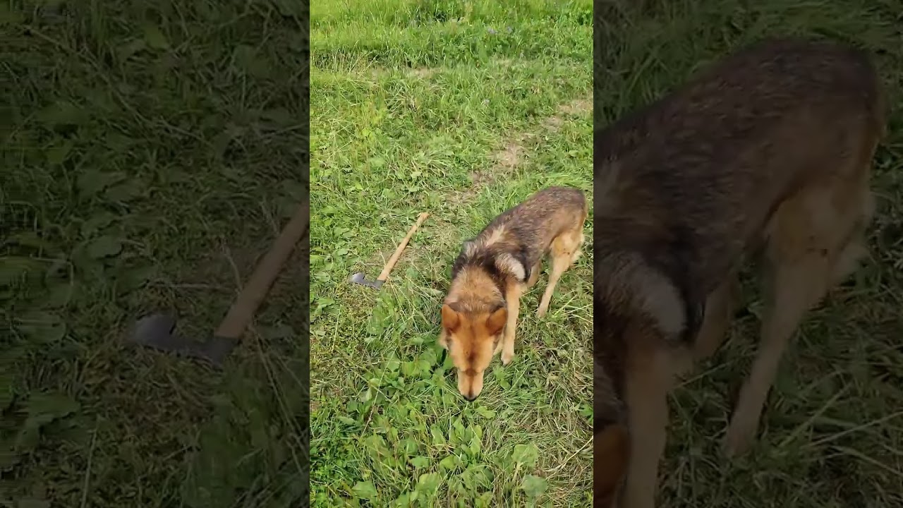 С собакой Оззи по полям и лугам/Привал/ Бушкрафт/