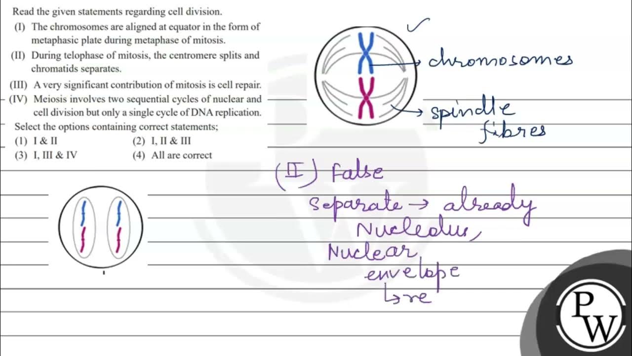 Which Of The Following Statements Regarding Cell Division Is False Read the given statements regarding cell division. (I) The chromosomes