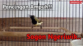 Download lagu Pancingan Paling Ampuh Sogon Ngeriwik || Bikin Sogon Lain Ribut mp3