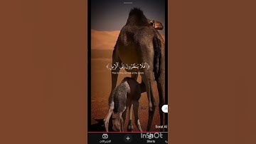 سورة الغاشية#اكسبلور #البرزخ #تيك_توك