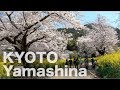 Kyoto Yamashina Cherry Blossom 🌸 Bishamondo Temple [4K] POV