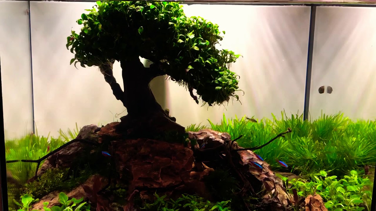 20 Indoor Bonsai  Aquarium  Background Bonsainorthshore